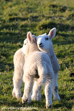 Two lambs