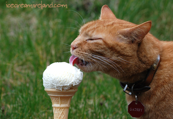 Cat with Ice Cream Cone