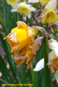 Daffodils Dying