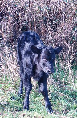 Kerry Cow Calf