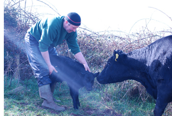 Kerry Cow, Calf and Farmer
