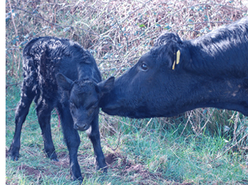 Kerry Calf and Cow