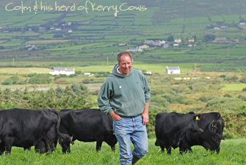 Colm and his Kerry Cows