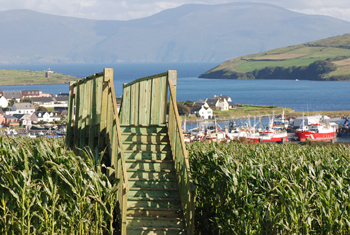 Dingle Corn Maze Bridge