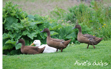 Aine's Ducks