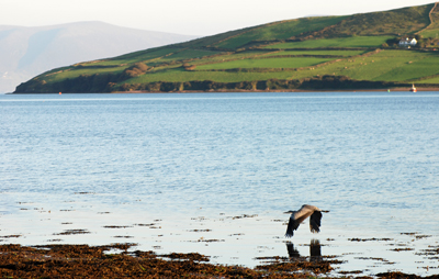 Heron dingle bay