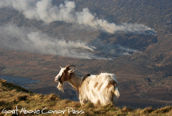 Goat on Conor Pass