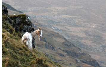 Goat on hill