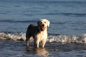 Ivan the Ice Cream Dog