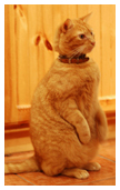 Cat begging