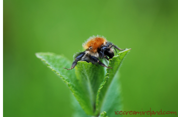 Bee on mint