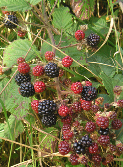 Blackberries