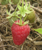 Raspberries