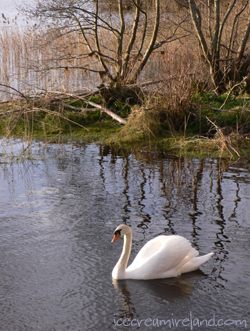 Killarney Swan