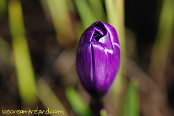 Crocus