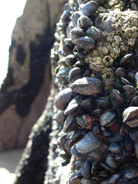 Mussels at Doonshean