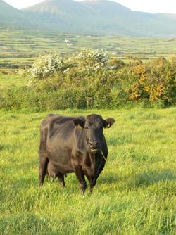 Kerry Cow Chewing