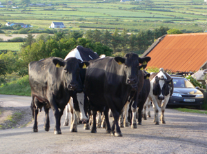 Kerry Cows Walking