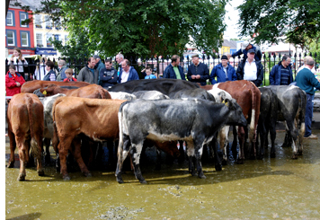 Kenmare Cattle